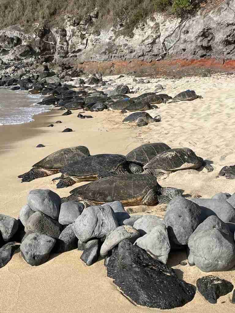 organizzare un viaggio alle Hawaii 