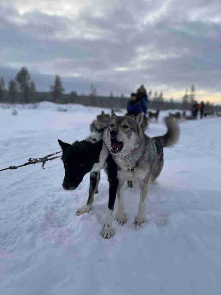 Itinerario in Lapponia Finlandese