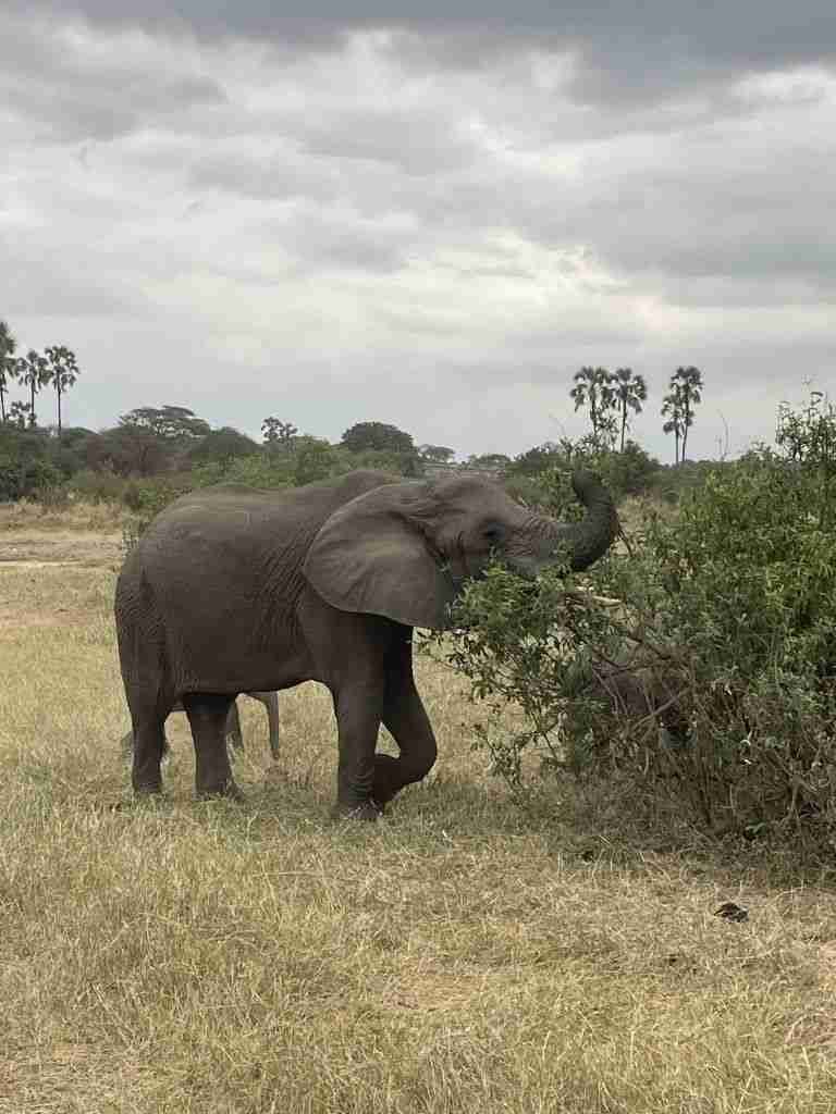 safari in tanzania