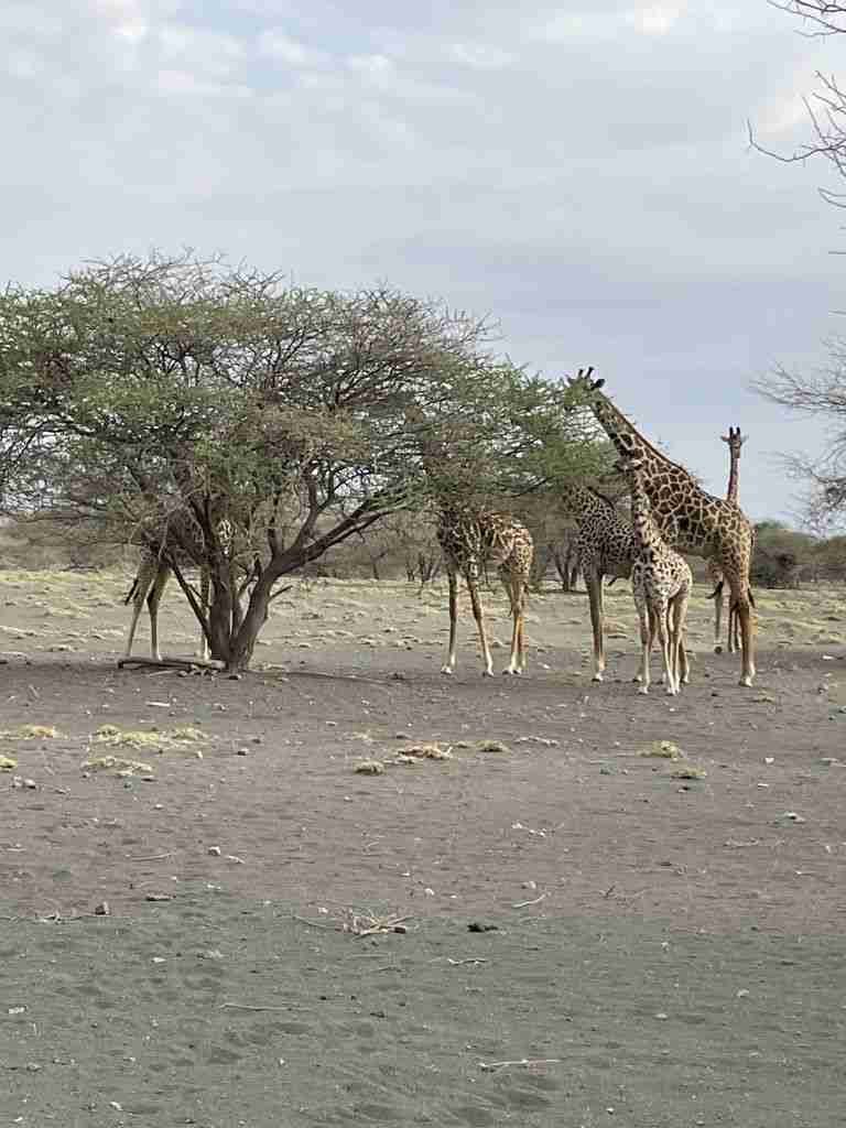Come organizzare un Safari in Tanzania