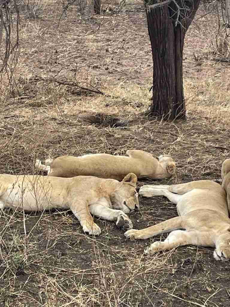 safari in tanzania