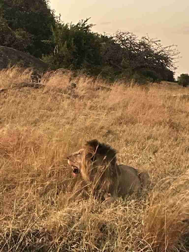 safari in tanzania
