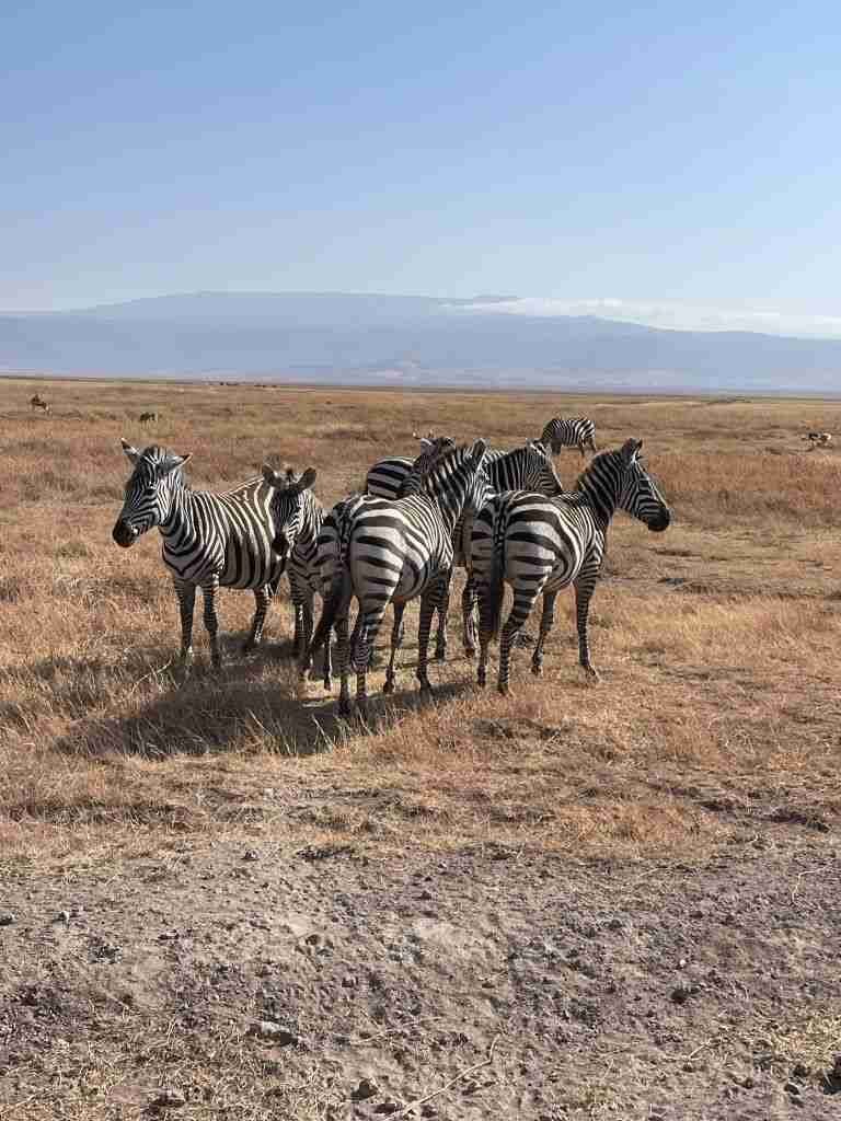 safari in tanzania