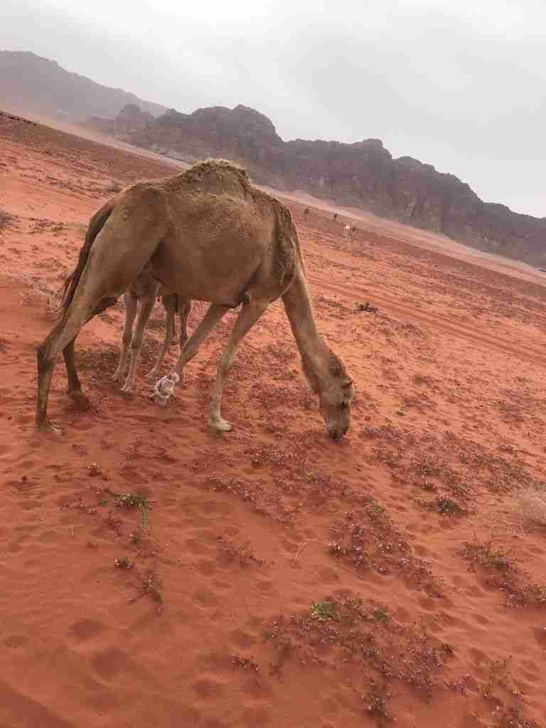 Wadi Rum desert