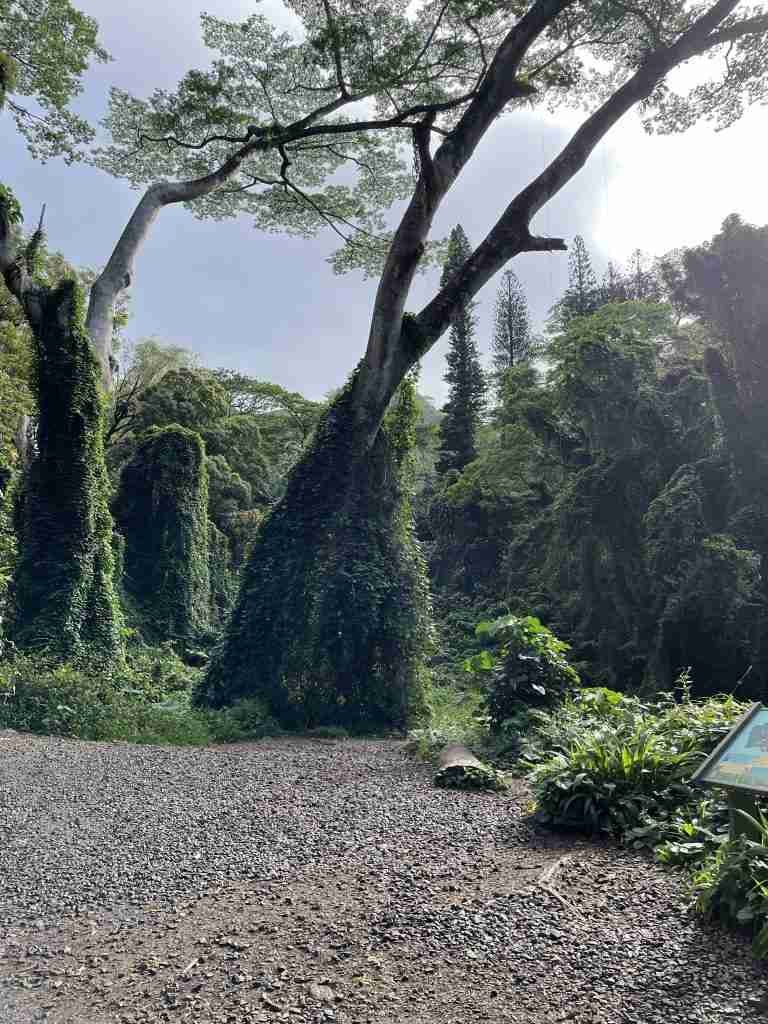 Manoa Valley