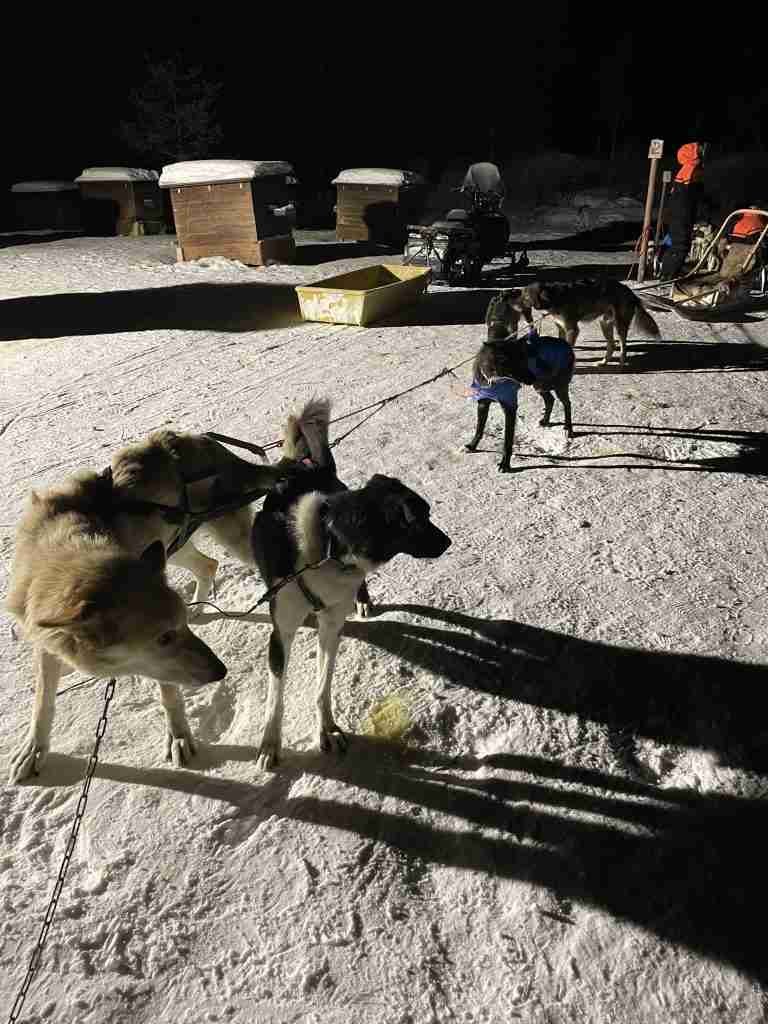 Husky a Camp Tamok