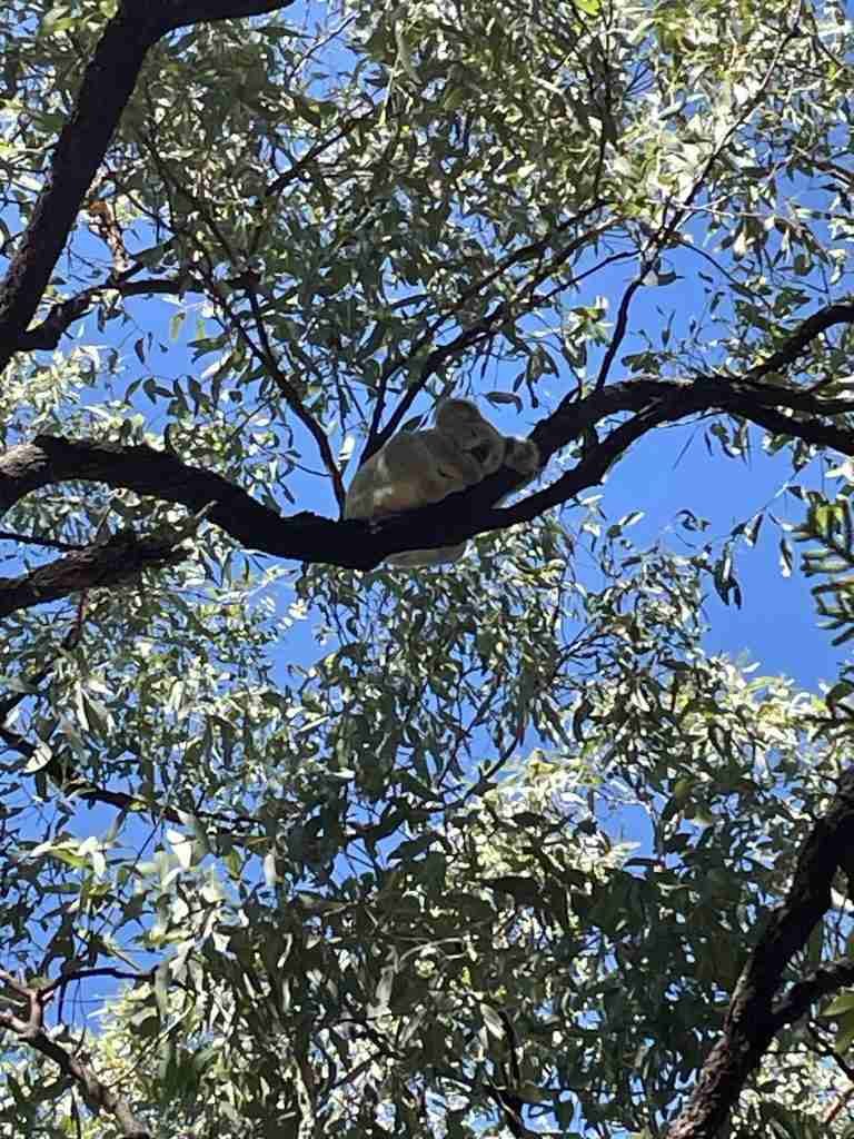 Koala al Forts