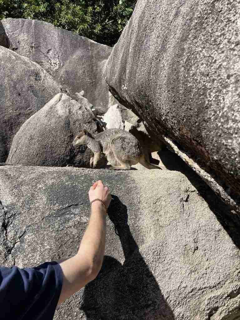Rock Wallabies
