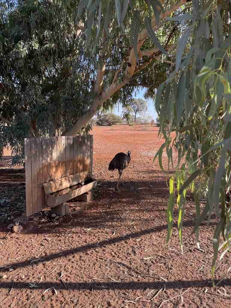 Emu, Australia