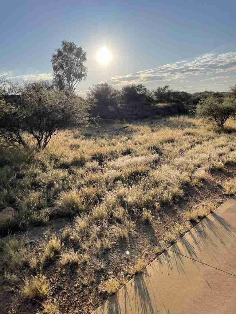 In the bush..