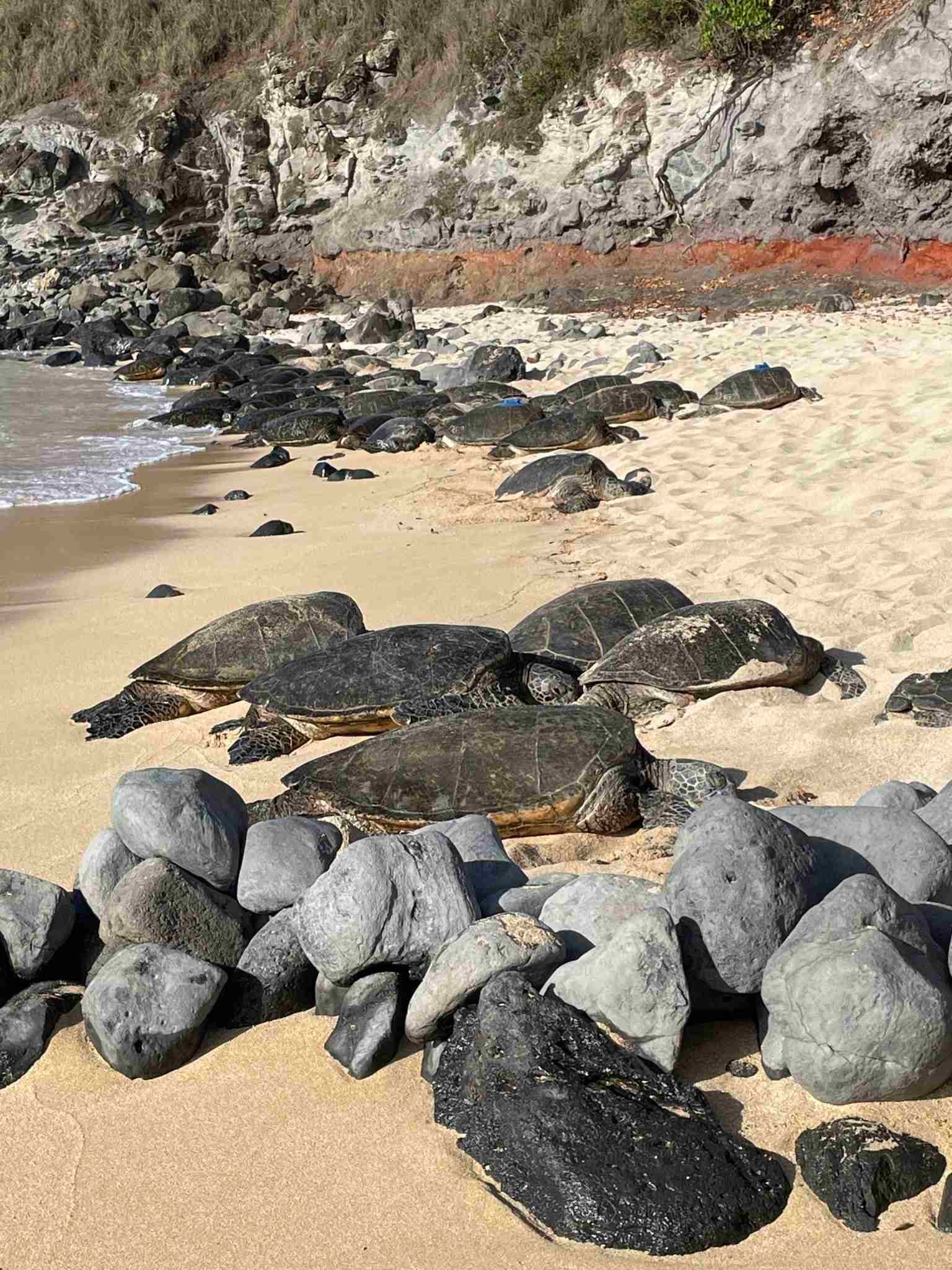 Tartarughe a Hookipa, Maui